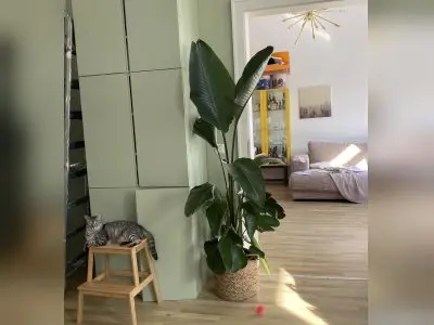 Vorschaubild 3