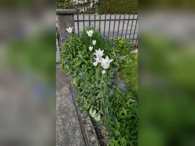 Vorschaubild 10