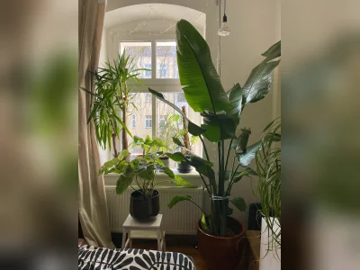 Vorschaubild 1