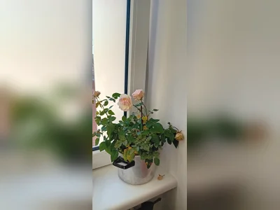 Vorschaubild 5