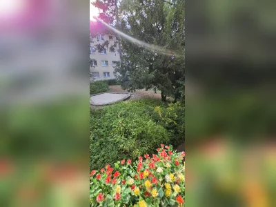 Vorschaubild 9