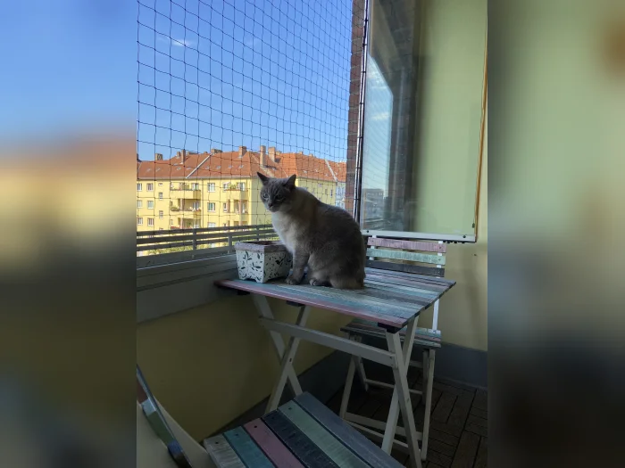 Vorschaubild 4