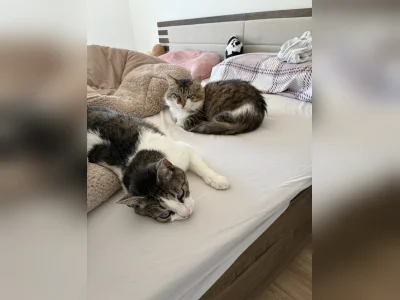 Vorschaubild 3