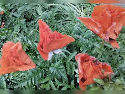 Vorschaubild 3